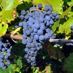 Pinot noir grapes