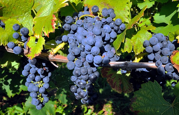 Pinot noir grapes