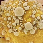 Fenbendazole As a Cancer Treatment