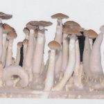 The Potential of Mushroom Grow Kits