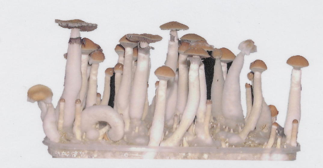 The Potential of Mushroom Grow Kits