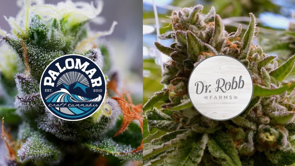 The Ultimate Guide to the Best Extracts Online in Canada
